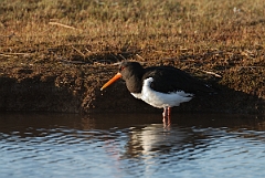 David Plant Photography - Wildlife Photography - Oystercatcher - T